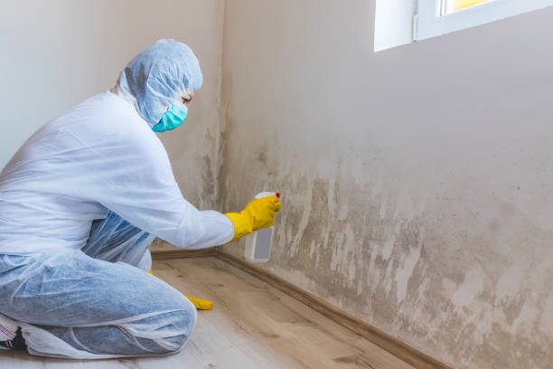Licensed Mold Cleanup service in Oak Hall, VA - WQB Mold Removal