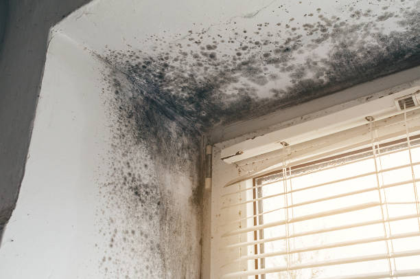 Affordable Mold Cleanup solutions in Oak Hall, VA